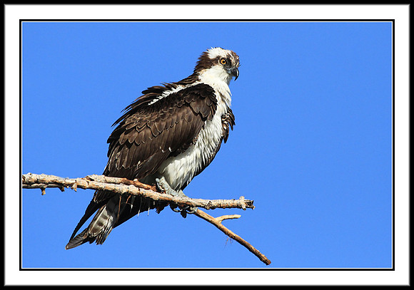 Osprey