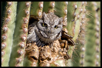 Western Screech Owl