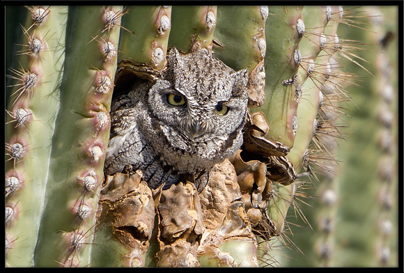 Western Screech Owl