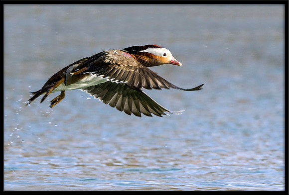 Mandarin Duck