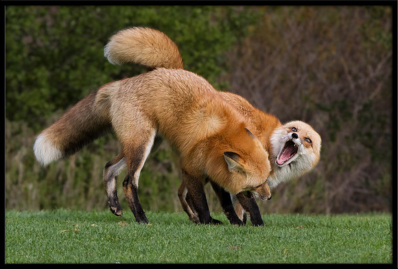 Red Foxes Fighting