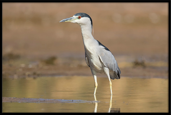 Black-crowned Night Heron