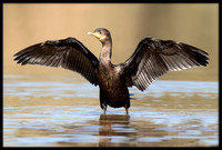 Neotropic Cormorants