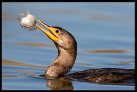 Neotropic Cormorant