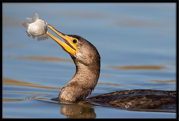 Neotropic Cormorant