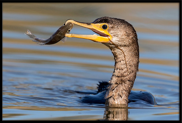 Neotropic Cormorant
