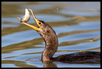 Neotropic Cormorant