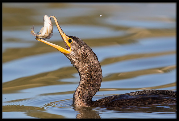 Neotropic Cormorant