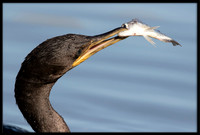 Neotropic Cormorant