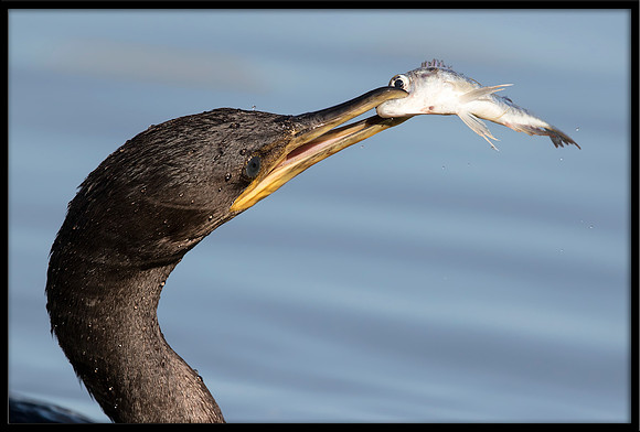 Neotropic Cormorant
