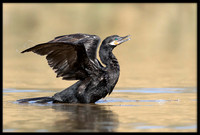 Neotropic Cormorant