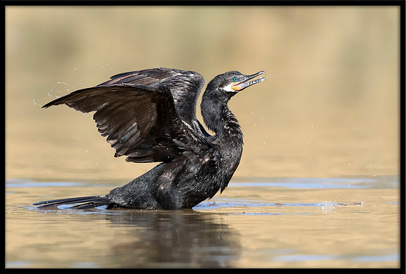 Neotropic Cormorant