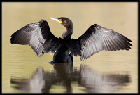 Neotropic Cormorant