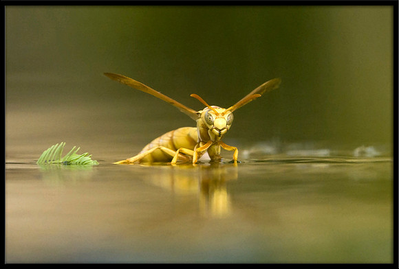 Yellow Paper Wasp