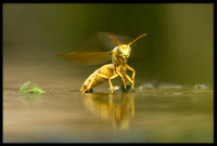 Yellow Paper Wasp