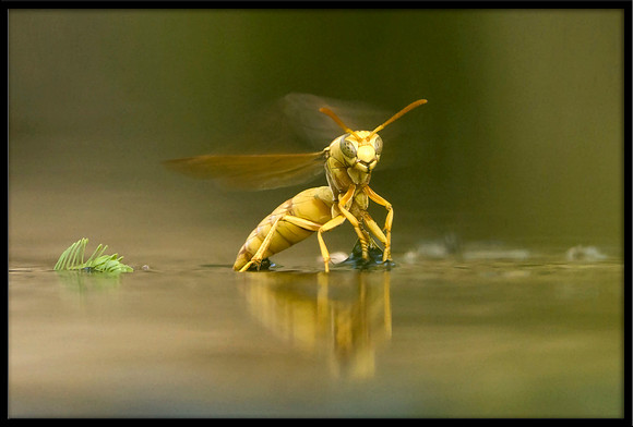 Yellow Paper Wasp