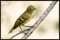 Ruby-crowned Kinglet