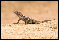 Desert Spiny Lizard