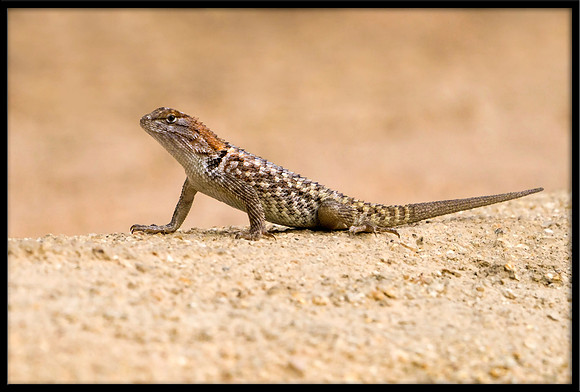 Desert Spiny Lizard
