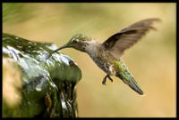 Anna's Hummingbird