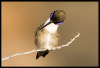 Black-chinned Hummingbird
