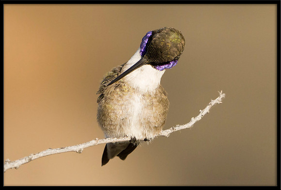 Black-chinned Hummingbird