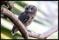 Western Screech Owl