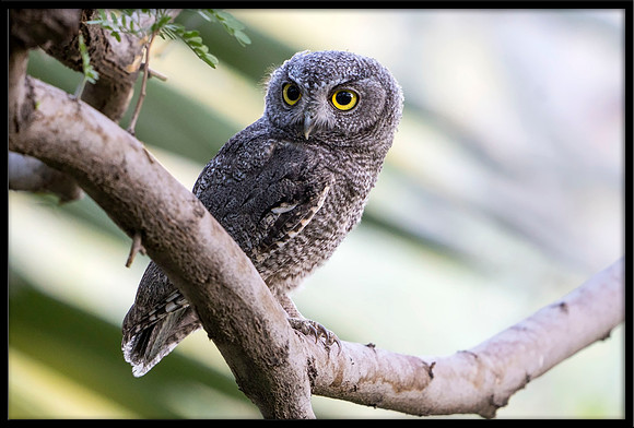 Western Screech Owl
