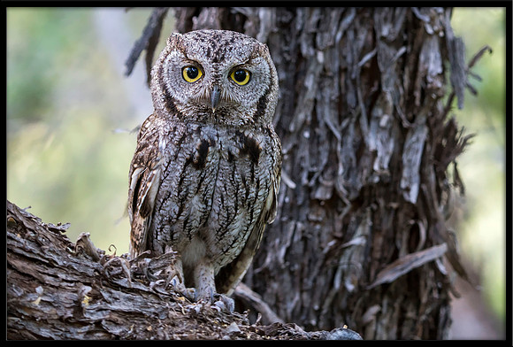Western Screech Owl