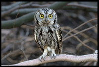 Western Screech Owl