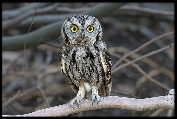 Western Screech Owl