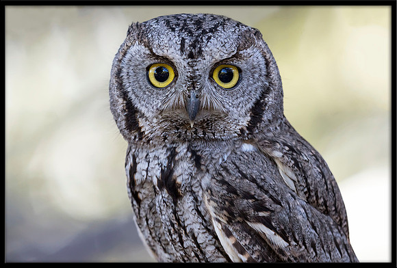 Western Screech Owl