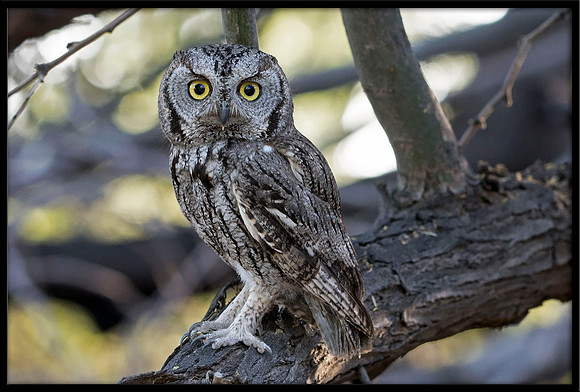 Western Screech Owl