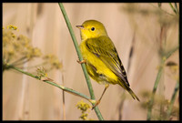 Yellow Warbler