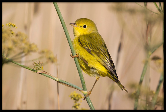 Yellow Warbler