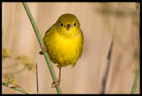 Yellow Warbler
