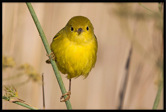 Yellow Warbler