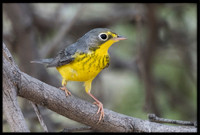 Canada Warbler