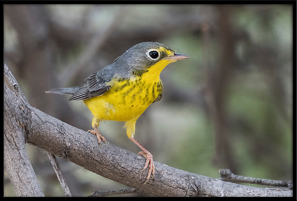 Canada Warbler