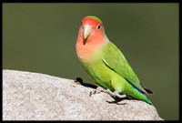 Rosy-faced Lovebird