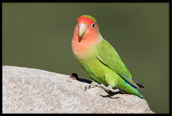 Rosy-faced Lovebird
