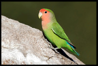 Rosy-faced Lovebird