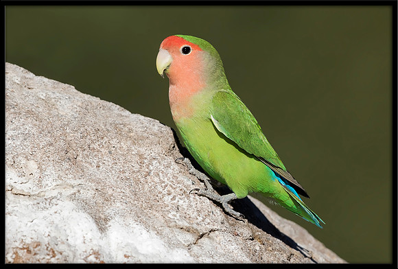 Rosy-faced Lovebird