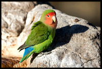 Rosy-faced Lovebird