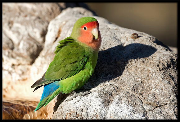 Rosy-faced Lovebird