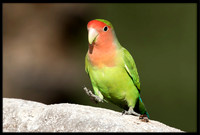 Rosy-faced Lovebird