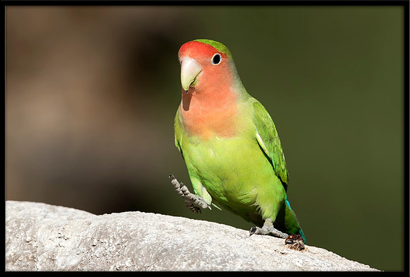 Rosy-faced Lovebird