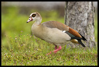 Egyptian Goose