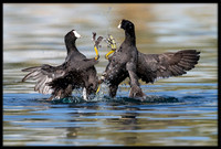 Coot Fight