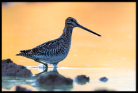 Wilson's Snipe At Sunrise